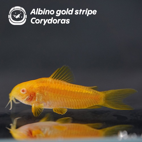 알비노 골드 스트라이프 코리도라스_Albino gold stripe Corydoras/ 3cm 전후(10마리 주문시 +1마리)